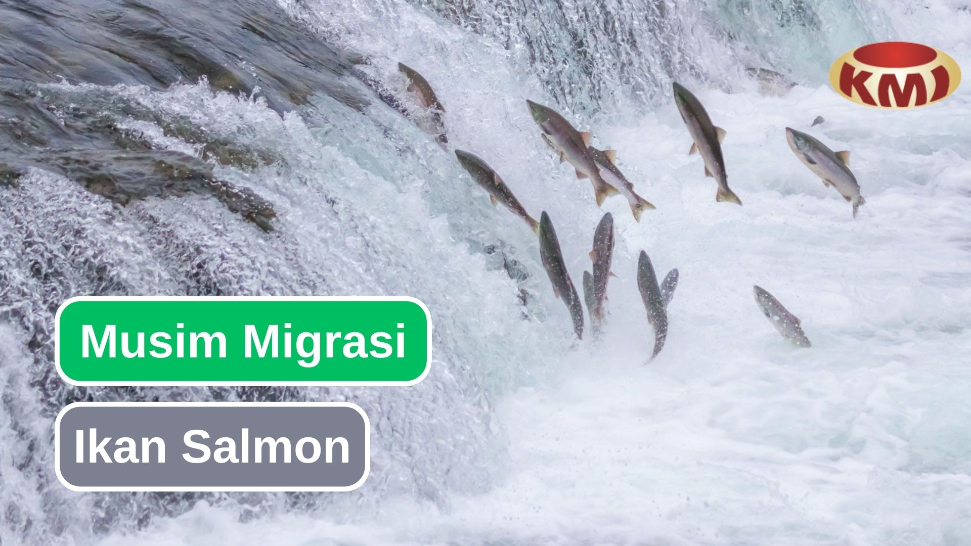 Mengikuti Migrasi Tahunan Ikan Salmon